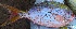  ( - MSWCF552)  @11 [ ] Copyright (2016) PHCDBS PAUL HEBERT CENTRE FOR DNA BARCODING AND BIODIVERSITY STUDIE
