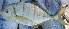  ( - MSWCF553)  @11 [ ] Copyright (2016) PHCDBS PAUL HEBERT CENTRE FOR DNA BARCODING AND BIODIVERSITY STUDIE