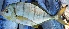  ( - MSWCF596)  @11 [ ] Copyright (2016) PHCDBS PAUL HEBERT CENTRE FOR DNA BARCODING AND BIODIVERSITY STUDIE