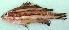  ( - P45)  @13 [ ] Copyright (2016) PHCDBS PAUL HEBERT CENTRE FOR DNA BARCODING AND BIODIVERSITY STUDIES