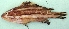  ( - P 47)  @13 [ ] Copyright (2016) PHCDBS PAUL HEBERT CENTRE FOR DNA BARCODING AND BIODIVERSITY STUDIES