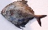  ( - RMF108)  @11 [ ] Copyright (2015) Dr.G.D. Khedkar PAUL HEBERT CENTRE FOR DNA BARCODING AND BIODIVERSITY STUDIES