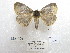  ( - MA469)  @11 [ ] Copyright (2036) Florida Museum of Natural History Florida Museum of Natural History