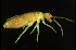  (Entomobrya comparata L2 - I16R_A3_FO)  @14 [ ] Unspecified (default): All Rights Reserved  Unspecified Unspecified