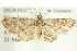  (Chloroclystis cristigera - CCDB-19574-C06)  @13 [ ] CreativeCommons - Attribution (2012) CBG Photography Group Centre for Biodiversity Genomics