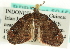  (Desmoclystia unipuncta - CCDB-19574-C10)  @12 [ ] CreativeCommons - Attribution (2012) CBG Photography Group Centre for Biodiversity Genomics
