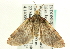  (Spectrobasis - CCDB-19574-E11)  @14 [ ] CreativeCommons - Attribution (2012) CBG Photography Group Centre for Biodiversity Genomics