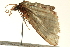  (Spectrobasis sp. 3 - CCDB-19574-F02)  @12 [ ] CreativeCommons - Attribution (2012) CBG Photography Group Centre for Biodiversity Genomics