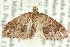  (Sterrhochaeta biflexa - CCDB-19574-F04)  @13 [ ] CreativeCommons - Attribution (2012) CBG Photography Group Centre for Biodiversity Genomics
