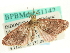  ( - CCDB-19574-F05)  @13 [ ] CreativeCommons - Attribution (2012) CBG Photography Group Centre for Biodiversity Genomics