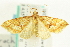  (Sterrhochaeta - CCDB-19574-F06)  @14 [ ] CreativeCommons - Attribution (2012) CBG Photography Group Centre for Biodiversity Genomics