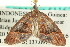  (Sterrhochaeta sp. 1 - CCDB-19574-F08)  @13 [ ] CreativeCommons - Attribution (2012) CBG Photography Group Centre for Biodiversity Genomics