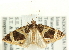 (Tripteridia eusemozona - CCDB-19574-G03)  @14 [ ] CreativeCommons - Attribution (2012) CBG Photography Group Centre for Biodiversity Genomics