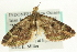  (Tripteridia fletcheri - CCDB-19574-G05)  @13 [ ] CreativeCommons - Attribution (2012) CBG Photography Group Centre for Biodiversity Genomics