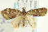  (Tripteridia sp. 2 - CCDB-19574-G06)  @13 [ ] CreativeCommons - Attribution (2012) CBG Photography Group Centre for Biodiversity Genomics
