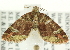  ( - CCDB-19574-G07)  @12 [ ] CreativeCommons - Attribution (2012) CBG Photography Group Centre for Biodiversity Genomics
