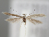  (Coleophora finitima - BGE_MZH_LEP_0217)  @11 [ ] CreativeCommons  Attribution Non-Commercial Share-Alike (2024) Leo Vahatalo Universityof Helsinki