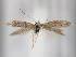  (Coleophora hispida - BGE_MZH_LEP_0225)  @11 [ ] CreativeCommons  Attribution Non-Commercial Share-Alike (2024) Leo Vahatalo Universityof Helsinki