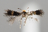  (Stigmella colchica - BGE_MZH_LEP_0769)  @11 [ ] CreativeCommons  Attribution Non-Commercial Share-Alike (2024) Leo Vahatalo University of Helsinki