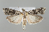  (Tephris verruculella - BGE_MZH_LEP_0853)  @11 [ ] CreativeCommons  Attribution Non-Commercial Share-Alike (2024) Leo Vahatalo University of Helsinki