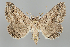  (Pericyma squalens - BGE_MZH_LEP_0946)  @11 [ ] CreativeCommons  Attribution Non-Commercial Share-Alike (2024) Leo Vahatalo University of Helsinki