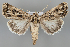  (Agrotis obesa - BGE_MZH_LEP_0960)  @11 [ ] CreativeCommons  Attribution Non-Commercial Share-Alike (2024) Leo Vahatalo University of Helsinki