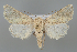  (Dichagyris amoena - BGE_MZH_LEP_1003)  @11 [ ] CreativeCommons  Attribution Non-Commercial Share-Alike (2024) Leo Vahatalo University of Helsinki