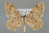  (Rhodostrophia phaenicearia - BGE_MZH_LEP_1023)  @11 [ ] CreativeCommons  Attribution Non-Commercial Share-Alike (2024) Leo Vahatalo University of Helsinki