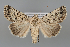  (Dichagyris squalidior - BGE_MZH_LEP_1029)  @11 [ ] CreativeCommons  Attribution Non-Commercial Share-Alike (2024) Leo Vahatalo University of Helsinki
