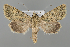  (Dichagyris erubescens - BGE_MZH_LEP_1046)  @11 [ ] CreativeCommons  Attribution Non-Commercial Share-Alike (2024) Leo Vahatalo University of Helsinki