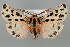  (Chelis reticulata - BGE_MZH_LEP_1081)  @11 [ ] CreativeCommons  Attribution Non-Commercial Share-Alike (2024) Leo Vahatalo University of Helsinki