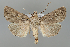  (Dichagyris iranicola - BGE_MZH_LEP_1094)  @11 [ ] CreativeCommons  Attribution Non-Commercial Share-Alike (2024) Leo Vahatalo University of Helsinki