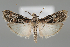  (Pseudotephris - BGE_MZH_LEP_1123)  @11 [ ] CreativeCommons  Attribution Non-Commercial Share-Alike (2024) Leo Vahatalo University of Helsinki