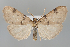  (Paidia conjuncta - BGE_MZH_LEP_1160)  @11 [ ] CreativeCommons  Attribution Non-Commercial Share-Alike (2024) Leo Vahatalo University of Helsinki