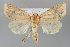  (Atypha promethea - BGE_MZH_LEP_1171)  @11 [ ] CreativeCommons  Attribution Non-Commercial Share-Alike (2024) Leo Vahatalo University of Helsinki