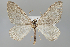  (Entephria tejmurovi - BGE_MZH_LEP_1179)  @11 [ ] CreativeCommons  Attribution Non-Commercial Share-Alike (2024) Leo Vahatalo University of Helsinki