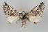  (Diloba caeruleocephala armena - BGE_MZH_LEP_1253)  @11 [ ] CreativeCommons  Attribution Non-Commercial Share-Alike (2024) Leo Vahatalo University of Helsinki