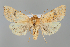  (Anchoscelis azerica - BGE_MZH_LEP_1262)  @11 [ ] CreativeCommons  Attribution Non-Commercial Share-Alike (2024) Leo Vahatalo University of Helsinki