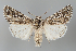  (Dichagyris eureteocles - BGE_MZH_LEP_1280)  @11 [ ] CreativeCommons  Attribution Non-Commercial Share-Alike (2024) Leo Vahatalo University of Helsinki