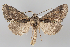  (Allophyes asiatica - BGE_MZH_LEP_1293)  @11 [ ] CreativeCommons  Attribution Non-Commercial Share-Alike (2024) Leo Vahatalo University of Helsinki