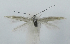  (Coleophora nedae - BGE_MZH_LEP_1397)  @11 [ ] CreativeCommons - Attribution Non-Commercial Share-Alike (2025) Giorgio Baldizzone Unspecified