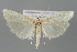  (Agriphila paleatella - BGE_MZH_LEP_1498)  @11 [ ] CreativeCommons  Attribution Non-Commercial Share-Alike (2024) Leo Vahatalo University of Helsinki