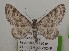  (Eupithecia albofasciata - BGE_MZH_LEP_1616)  @11 [ ] CreativeCommons - Attribution Non-Commercial Share-Alike (2025) Jukka Tabell Unspecified