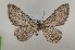  (Eupithecia vitiosata - BGE_MZH_LEP_1619)  @11 [ ] CreativeCommons - Attribution Non-Commercial Share-Alike (2025) Jukka Tabell Unspecified