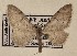  (Eupithecia transacta - BGE_MZH_LEP_1678)  @11 [ ] CreativeCommons - Attribution Non-Commercial Share-Alike (2025) Jukka Tabell Unspecified