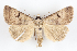  (Lygephila pallida - BGE_MZH_LEP_1704)  @11 [ ] CreativeCommons - Attribution Non-Commercial Share-Alike (2024) Lukasz Matuszewski Unspecified