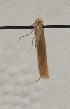  (Coleophora luteochrella - BGE_MZH_LEP_1713)  @11 [ ] CreativeCommons - Attribution Non-Commercial Share-Alike (2025) Jukka Tabell Unspecified
