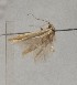  (Coleophora spartana - BGE_MZH_LEP_1714)  @11 [ ] CreativeCommons - Attribution Non-Commercial Share-Alike (2025) Jukka Tabell Unspecified
