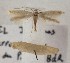  (Coleophora picardella - BGE_MZH_LEP_1739)  @11 [ ] CreativeCommons - Attribution Non-Commercial Share-Alike (2025) Jukka Tabell Unspecified
