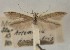  (Coleophora campestriphaga - BGE_MZH_LEP_1817)  @11 [ ] CreativeCommons - Attribution Non-Commercial Share-Alike (2025) Jukka Tabell Unspecified